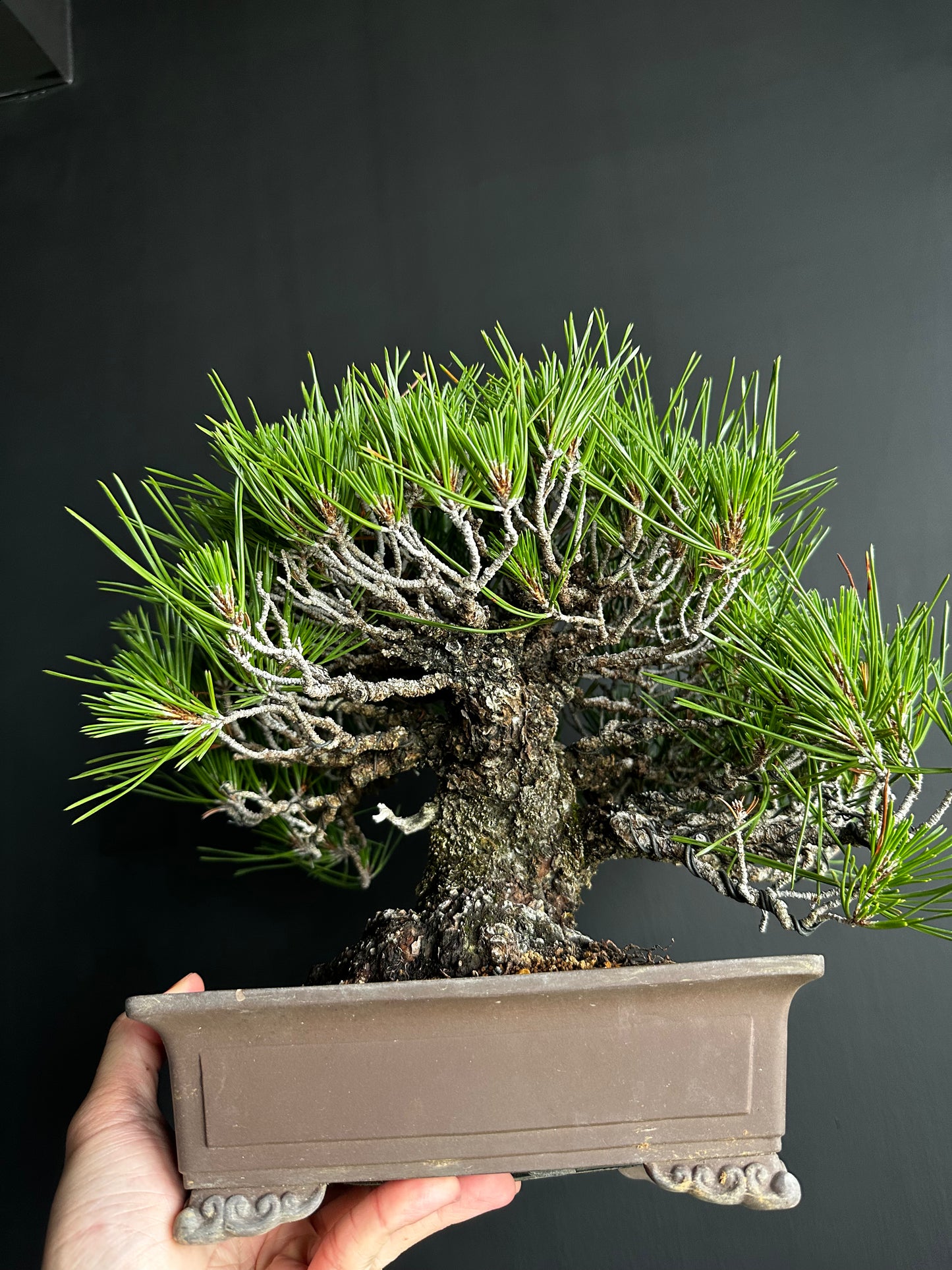 日本🇯🇵太幹三河黑松 貴風size Japanese Black Pine (附上影片)