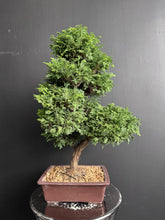 將圖片載入圖庫檢視器 日本🇯🇵津山檜Hinoki Chamaecyparis Obtusa ヒノキ (附上影片)