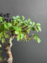 將圖片載入圖庫檢視器 日本🇯🇵欅樹Keyaki Zelkova Serrata (附上影片)