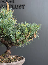 將圖片載入圖庫檢視器 日本🇯🇵五葉松 吹雪Japanese White Pine (附上影片)