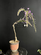 將圖片載入圖庫檢視器 預購日本🇯🇵紫藤 Wisteria (展示圖)