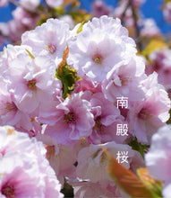 將圖片載入圖庫檢視器 日本🇯🇵 南殿桜なんでんざくら Nanden Sakura (附上影片)