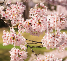 將圖片載入圖庫檢視器 日本🇯🇵染井吉野桜よしのざくらYoshino Sakura (附上影片)