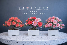 Load images into the gallery viewer Pre-ordered in 2026, arriving in Japan in April.🇯🇵Satsuki Azalea Rhododendron/Tang Lion Peony/Red Peony/Silk Dance
