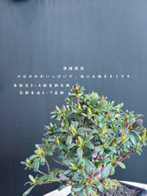 Load images into the gallery viewer Pre-ordered in 2026, arriving in Japan in April.🇯🇵Satsuki Azalea Rhododendron/Tang Lion Peony/Red Peony/Silk Dance