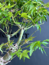 將圖片載入圖庫檢視器 日本🇯🇵もみじ紅葉 Acer Palmatum (附上影片)