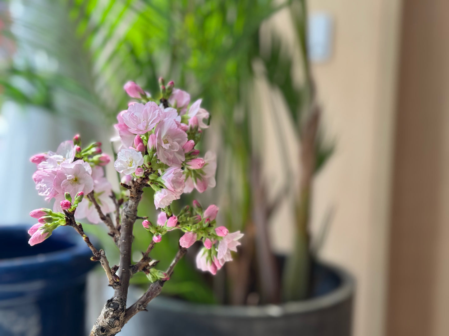 (Sold Out) March 2026 In Stock, Selectable Tree Type, Japan🇯🇵🌸Asahiyama Sakura🌸Asahiyama Sakura Japan🇯🇵Fukuoka to Hong Kong direct shipping