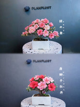 Load images into the gallery viewer Pre-ordered in 2026, arriving in Japan in April.🇯🇵Satsuki Azalea Rhododendron/Tang Lion Peony/Red Peony/Silk Dance