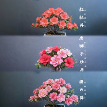 Load images into the gallery viewer Pre-ordered in 2026, arriving in Japan in April.🇯🇵Satsuki Azalea Rhododendron/Tang Lion Peony/Red Peony/Silk Dance