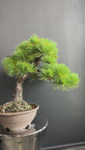 將影片載入圖庫檢視器並播放,日本🇯🇵五葉松 Japanese White Pine (附上影片)