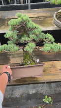 Load the video into the gallery viewer and play it.Pre-order Japan🇯🇵Japanese White Pine (video included)