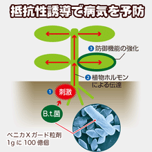 將圖片載入圖庫檢視器 住友化學園藝產品 防蟲防菌劑 M3 250g (下單請直接聯絡我們)