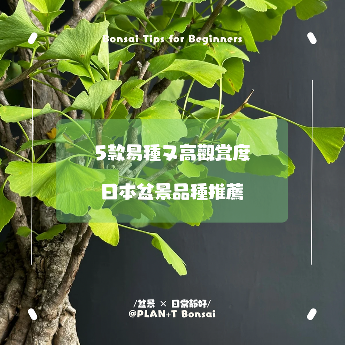 新手適合種什麼盆景？ 5款易種又高觀賞價值的日本盆栽品種推薦
