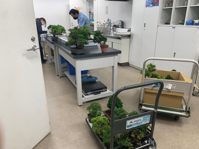 我們的承諾 盆景堅持100%日本空運