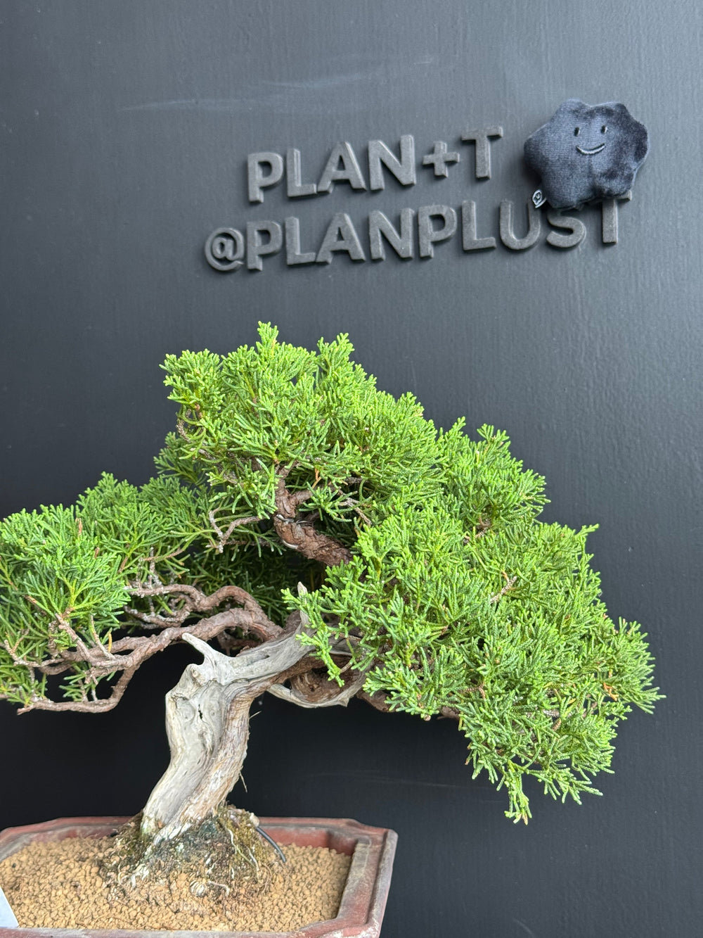 盆景🌱 一看就懂:「原生 vs 嫁接」分別🌱
