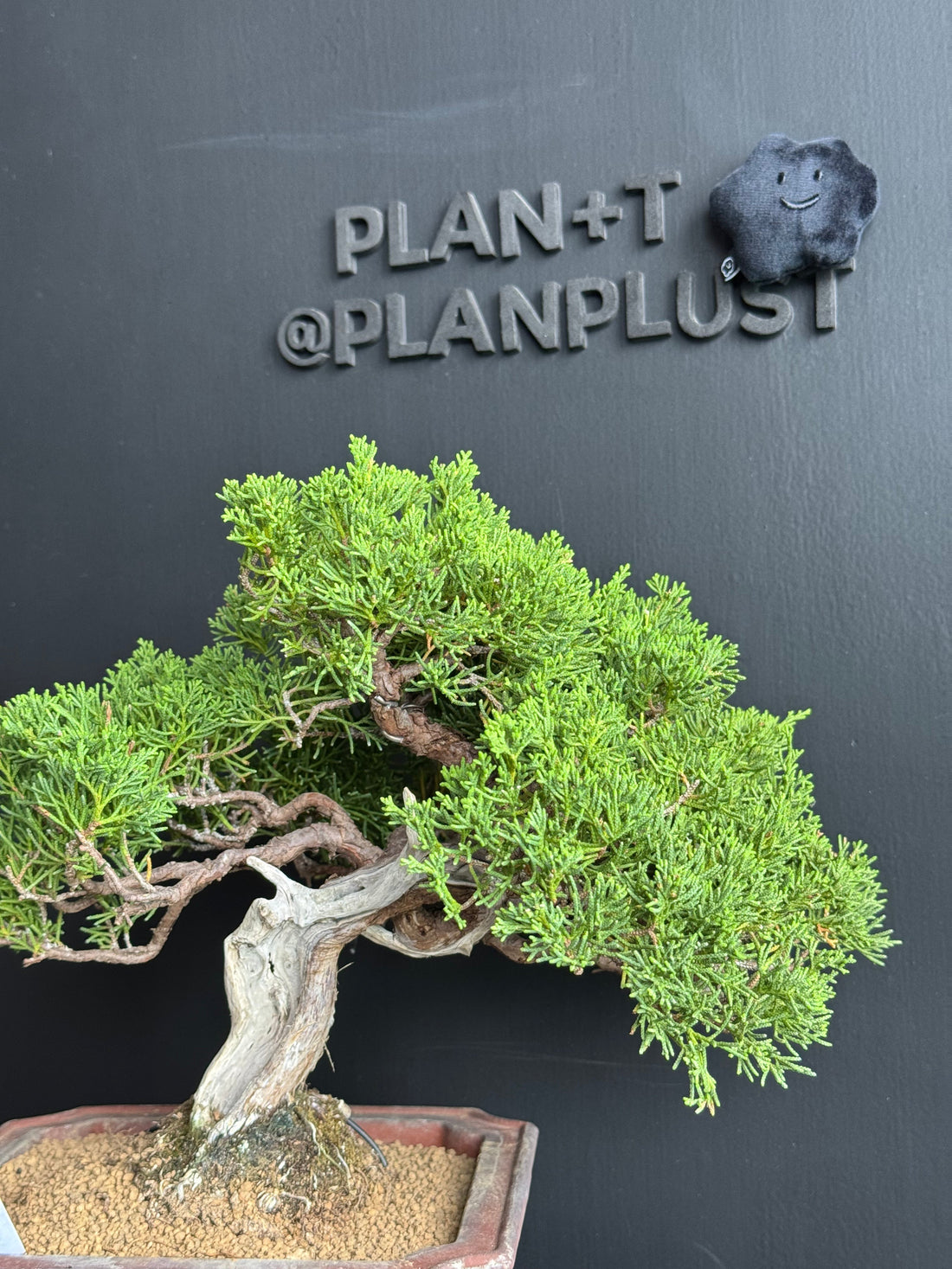 盆景🌱 一看就懂：「原生 vs 嫁接」分別🌱