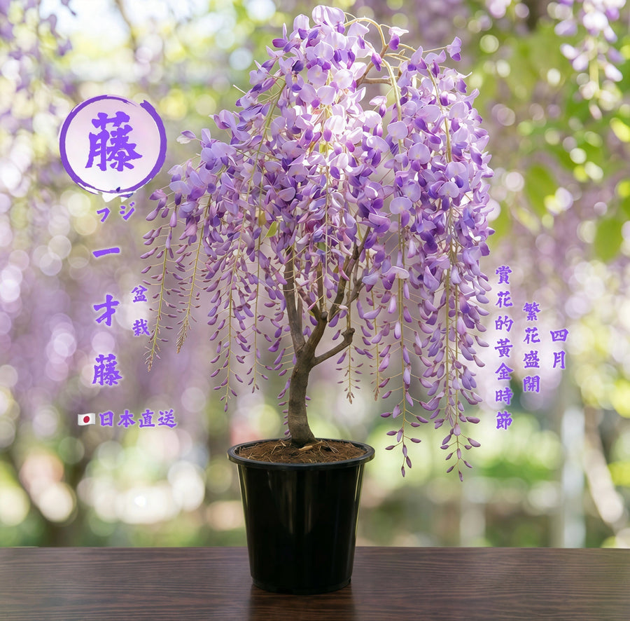 🪻 日本紫藤盆栽保養指南｜開花更美的關鍵在這裡 🪻