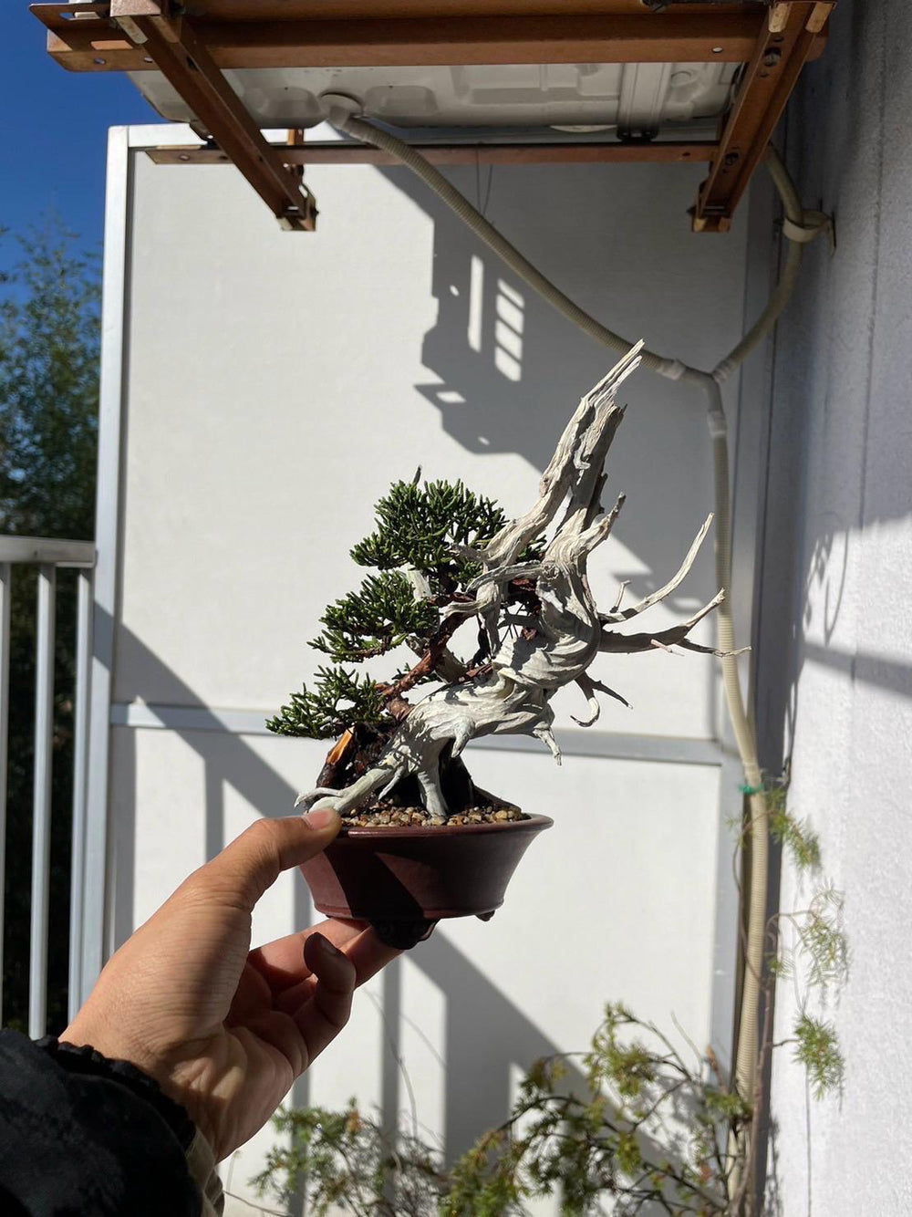 日本盆景的藝術和價值：為何這些活藝術品價格比一般的植物較高?