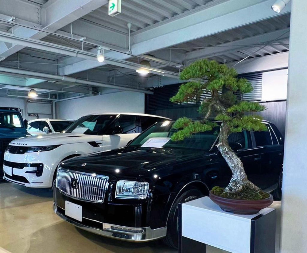 盆景於車行展示 - 生活中的哲學