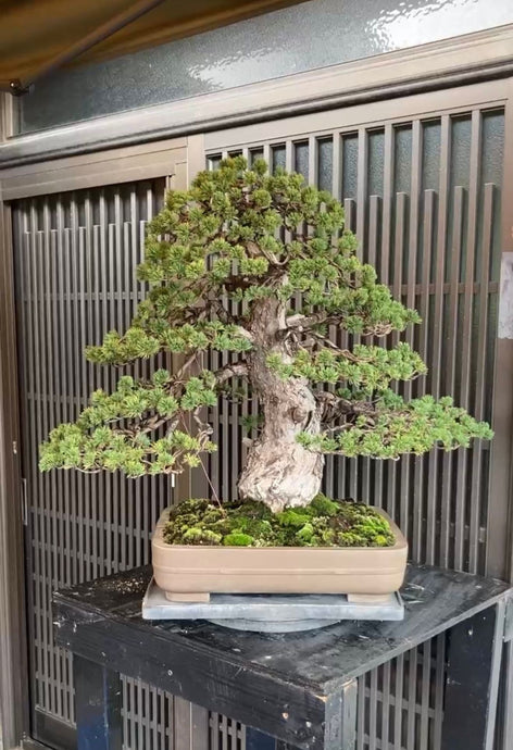 🌲日本五葉松盆景 ゴヨウマツ White Pine Pinus parviflora 全方位知識【PLAN+T BONSAI專欄】