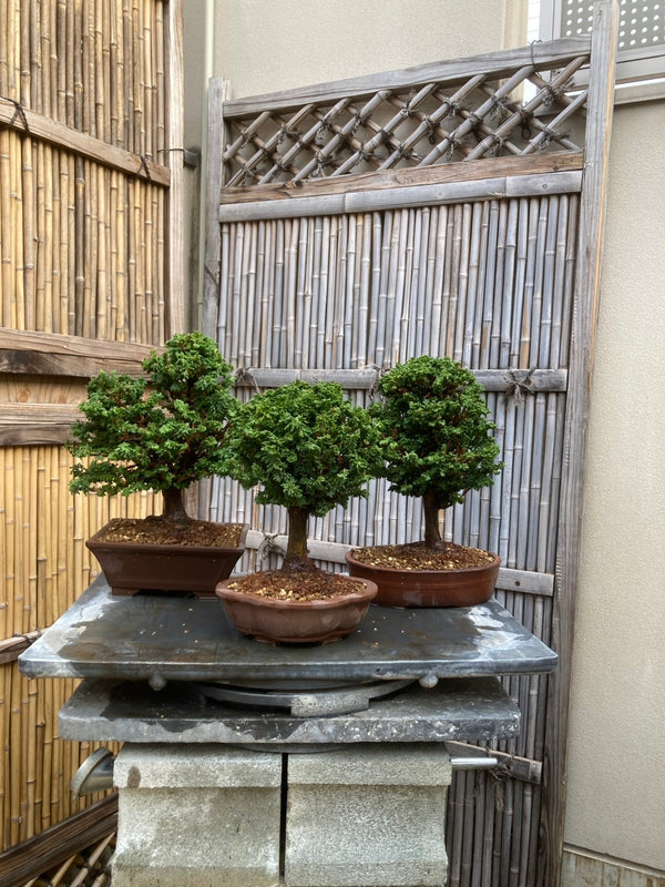 檜木