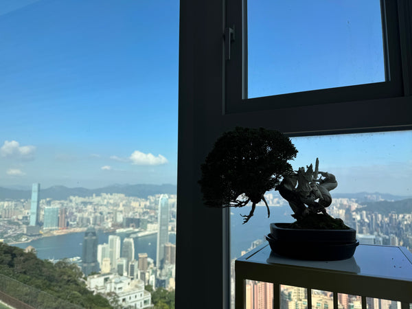 真柏