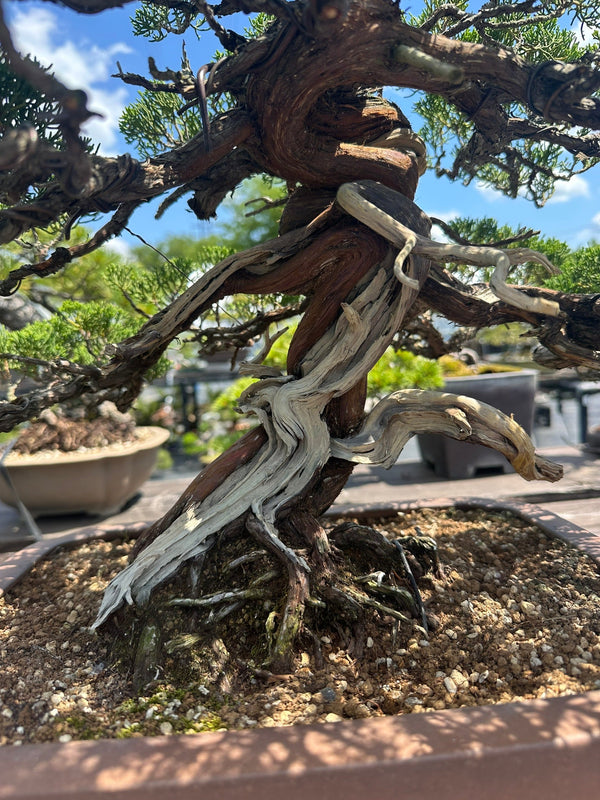 真柏