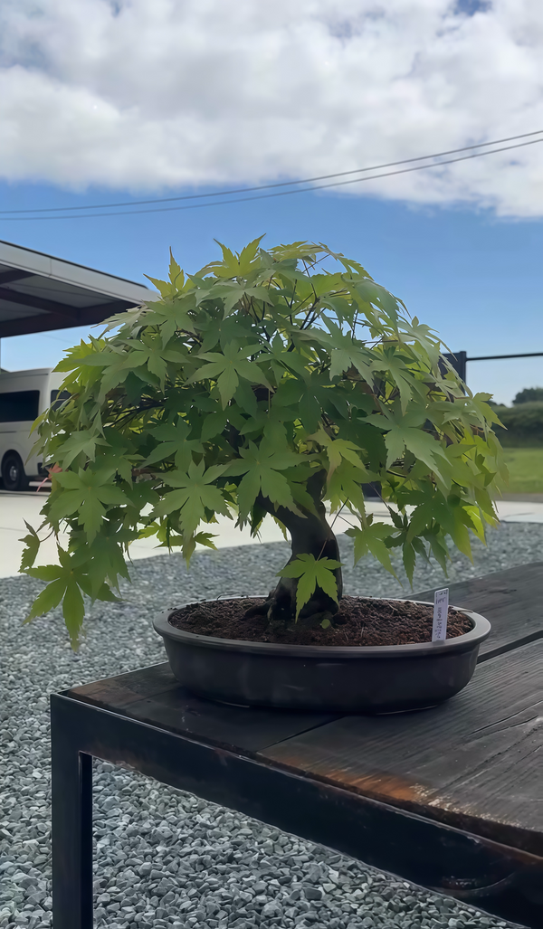 楓葉