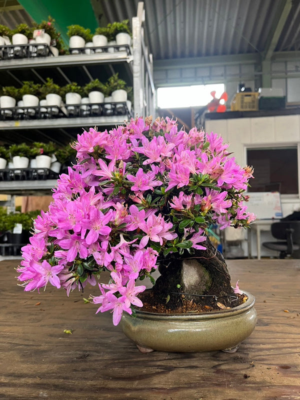 皐月杜鵑