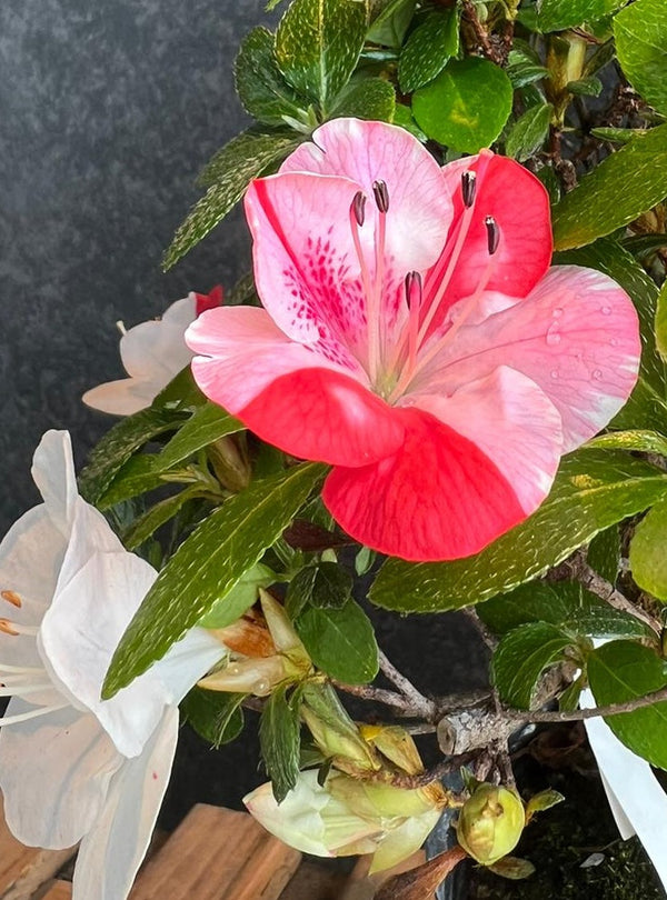 皐月杜鵑