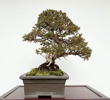 Load image into Gallery viewer, 預購日本🇯🇵山採杜松 伊達譽 Juniperus rigida (附上影片)
