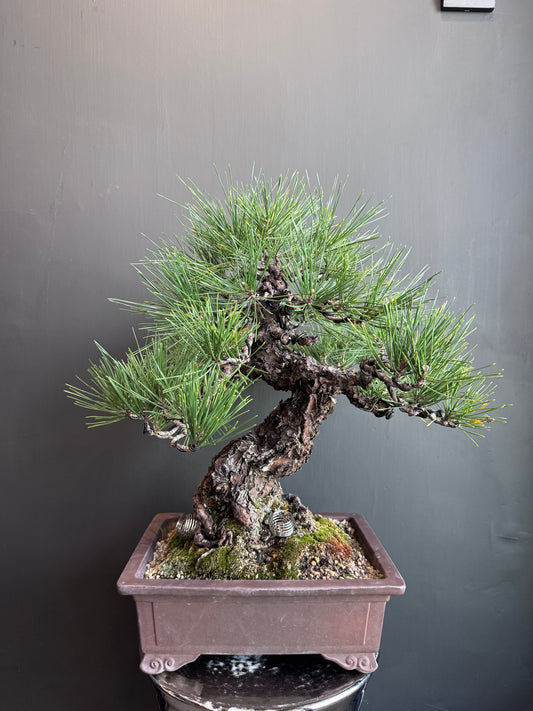 Yamadori Black Pine
