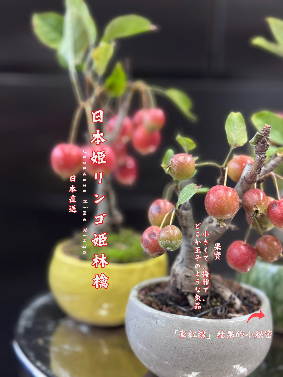 2026年 準備接受預購10月尾到港 日本🇯🇵姫リンゴ姫蘋果🍎HIME RINGO (結果階段)