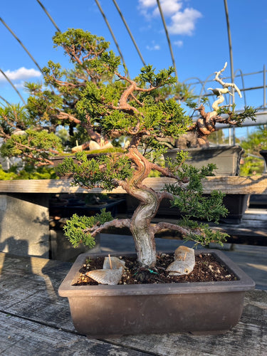 香港網上日本盆景專門店BONSAI PLAN+T預購日本真柏盆栽