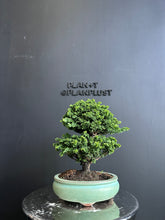 將圖片載入圖庫檢視器 日本🇯🇵石化檜Sekka Hinoki Cypressヒノキ (附上影片)
