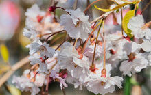 Load image into Gallery viewer, Book Japan🇯🇵Japanese Weeping Cherry (video attached)
