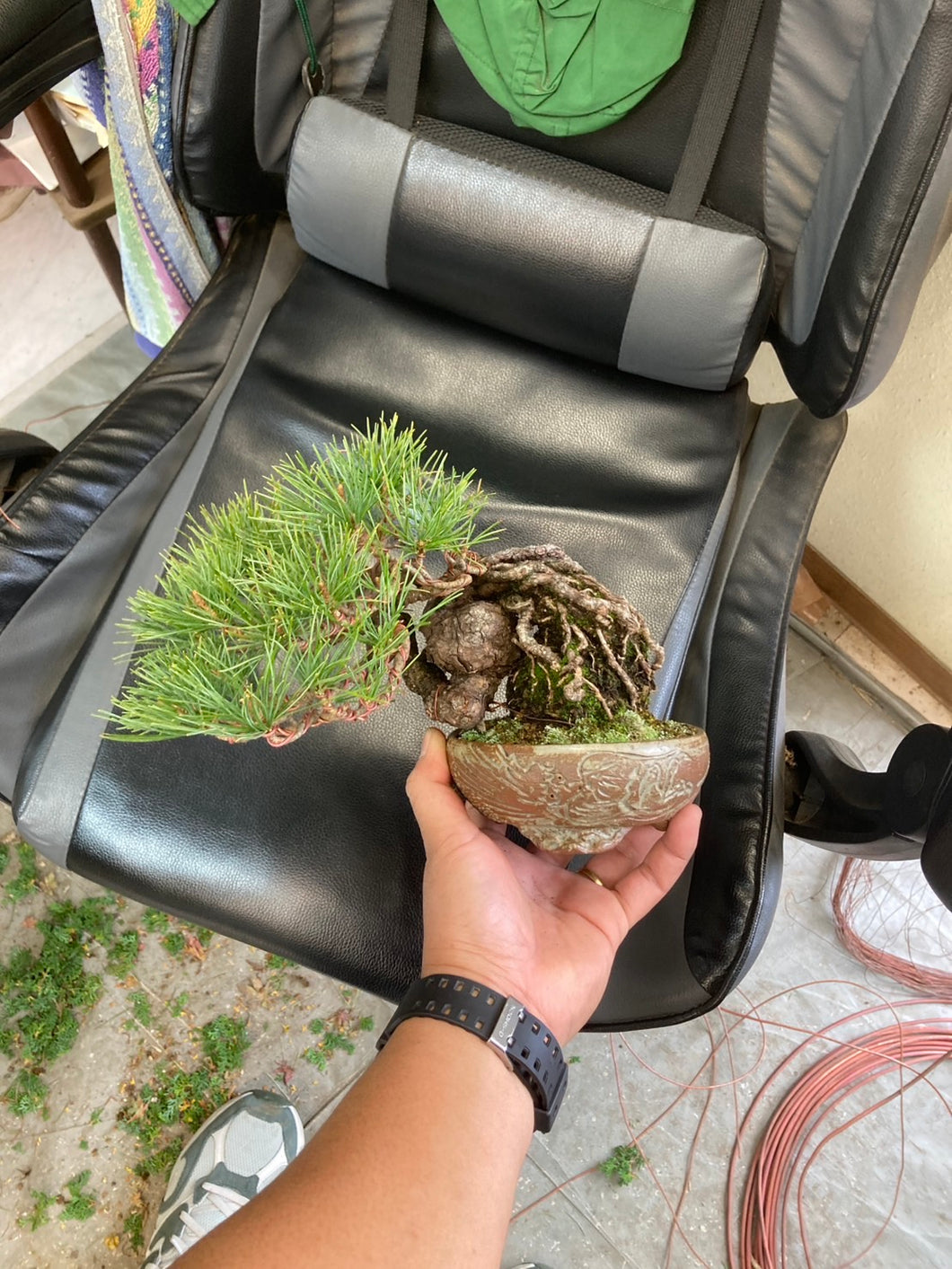 預購日本🇯🇵五葉松 模樣木Japanese White Pine (附上影片)