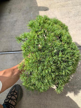 將圖片載入圖庫檢視器 日本🇯🇵五葉松 Japanese white pine
