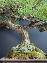 Load image into Gallery viewer, 日本🇯🇵黑松 Black Pine (附上影片)
