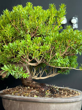 Load image into Gallery viewer, 日本🇯🇵一位Taxus Cuspidata(附上影片)

