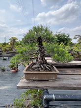 Load images into the gallery viewer 預購日本🇯🇵黑松 Black Pine (附上影片)
