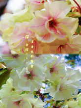 將圖片載入圖庫檢視器 2026預購賀年日本🇯🇵金櫻🌸Ukon Sakura 日本🇯🇵大阪直送香港
