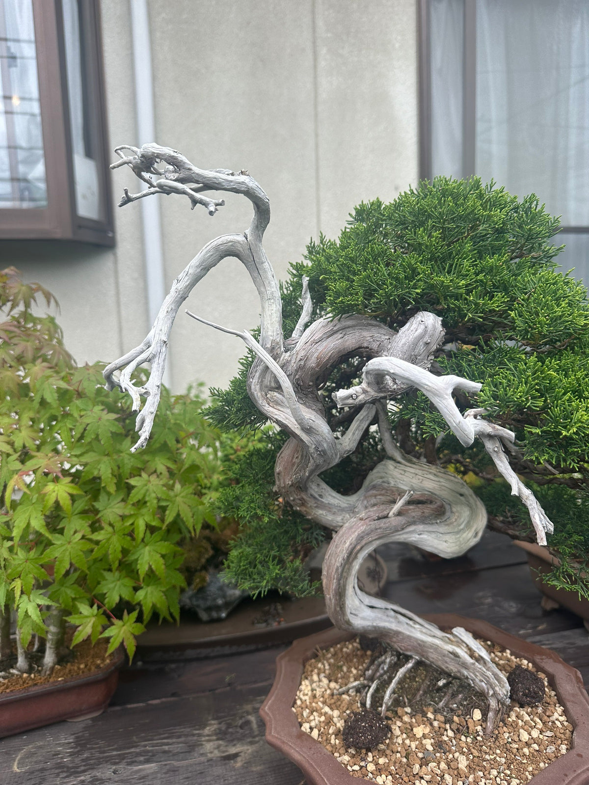 日本糸魚川真柏盆景 高45cm 樹齡約40年 實拍4 - PLAN+T