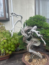 Load images into the gallery viewer Pre-order Japan🇯🇵Japanese Itoigawa Shimpaku (with video)
