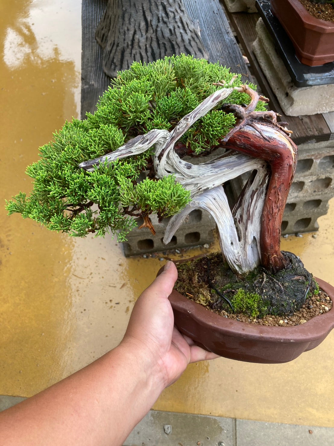特価！真柏・太幹 香港網上日本盆景專門店BONSAI PLAN+T預購日本真柏盆栽