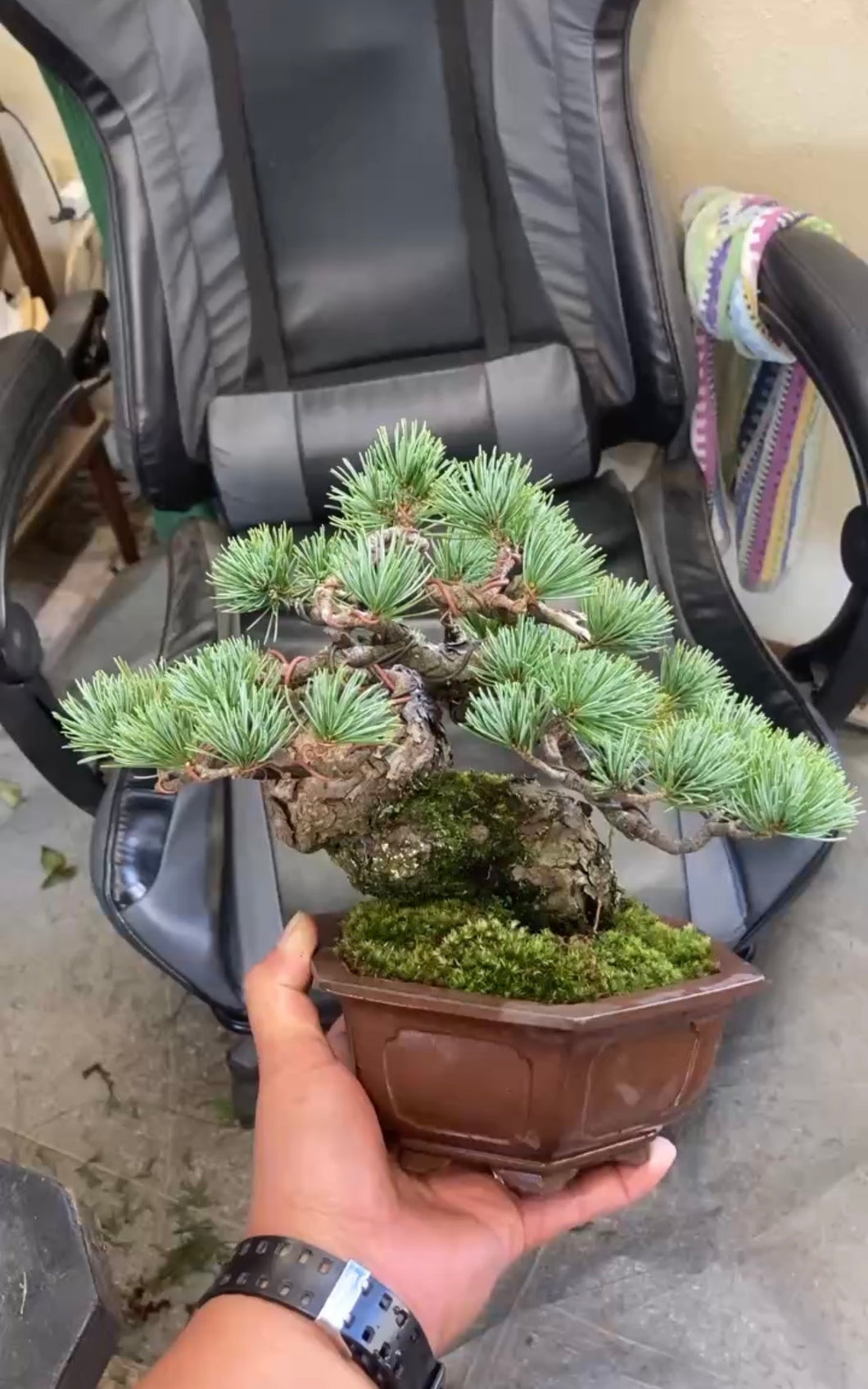 預購日本🇯🇵太幹五葉松 Yamadori Japanese White Pine (附上影片)