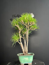 將圖片載入圖庫檢視器 日本🇯🇵黑松 叢林式 Black Pine / Pinus Thunbergii (附上影片)
