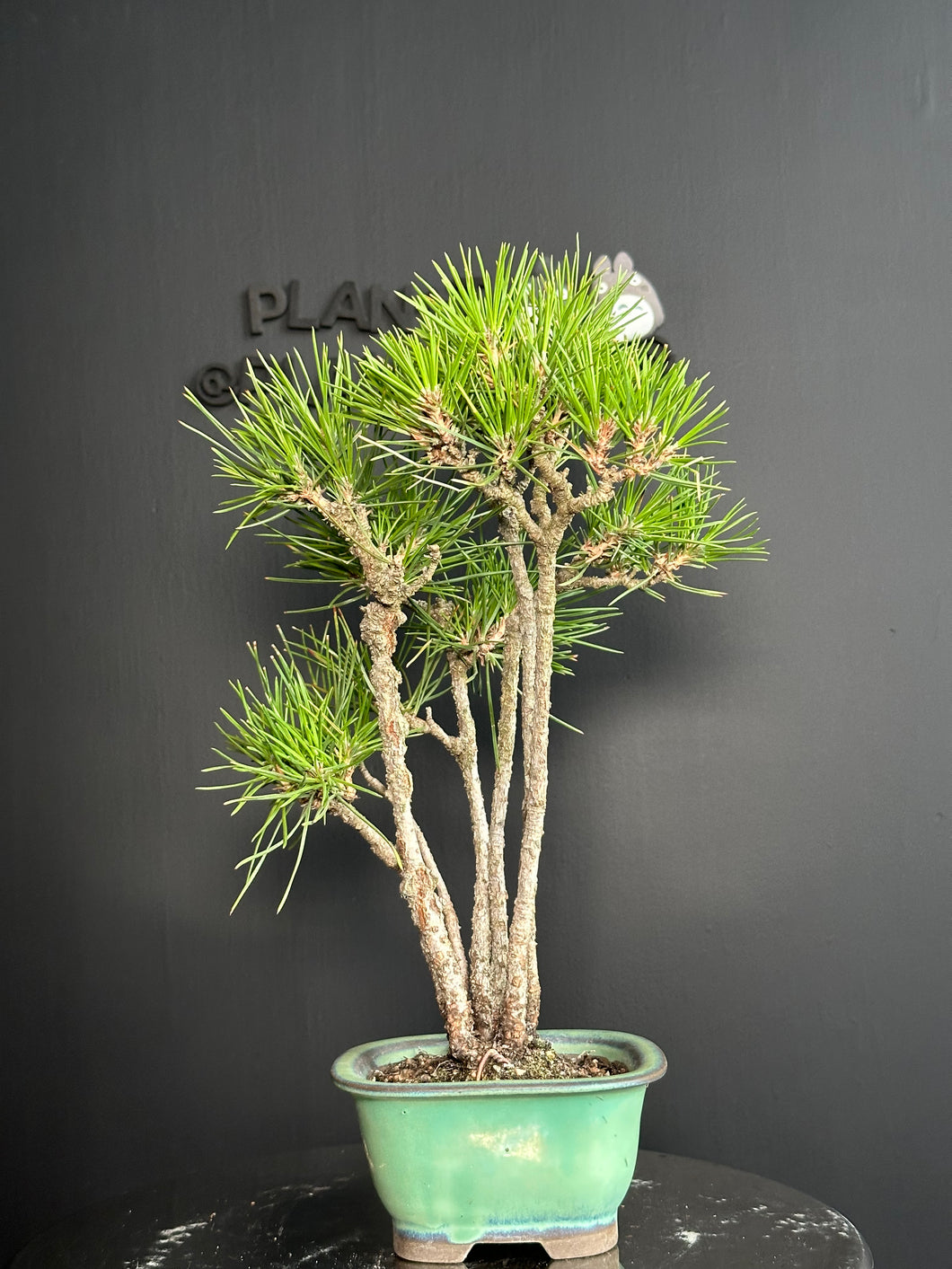 日本🇯🇵黑松 叢林式 Black Pine / Pinus Thunbergii (附上影片)