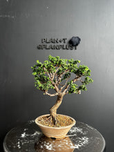 Load an image into the library viewer Japan🇯🇵Sekka Hinoki Cypress (with video)
