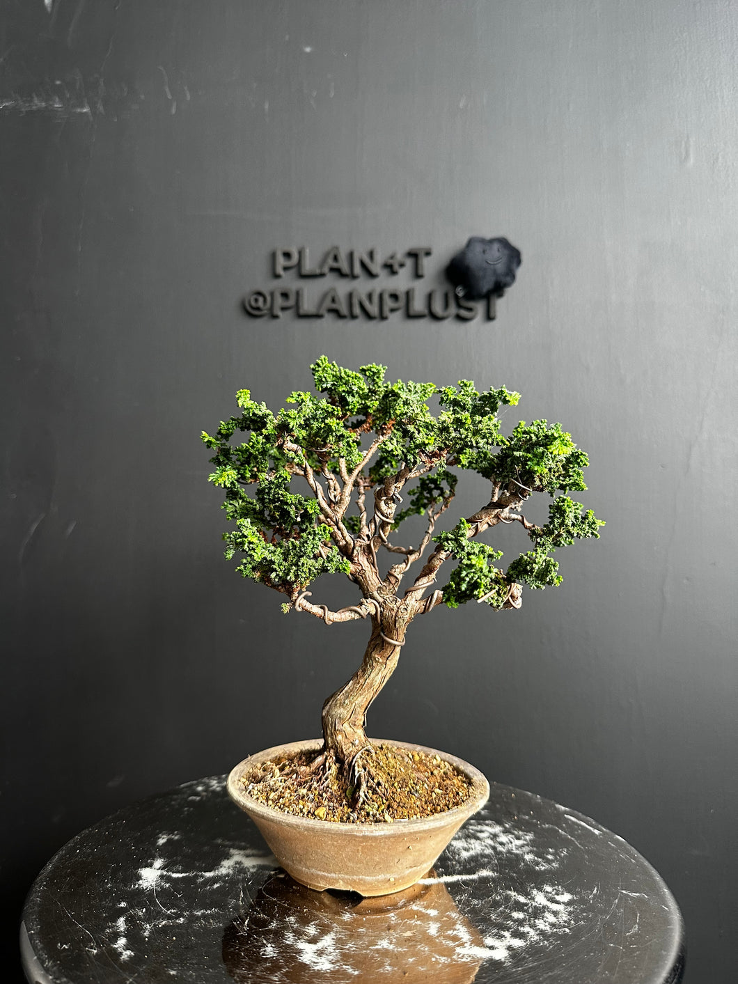 Japan🇯🇵Sekka Hinoki Cypress (with video)